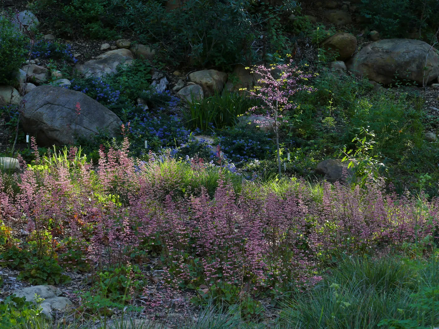 Ceanothus â€˜waterfall' and heuchera in the Wooded Dell