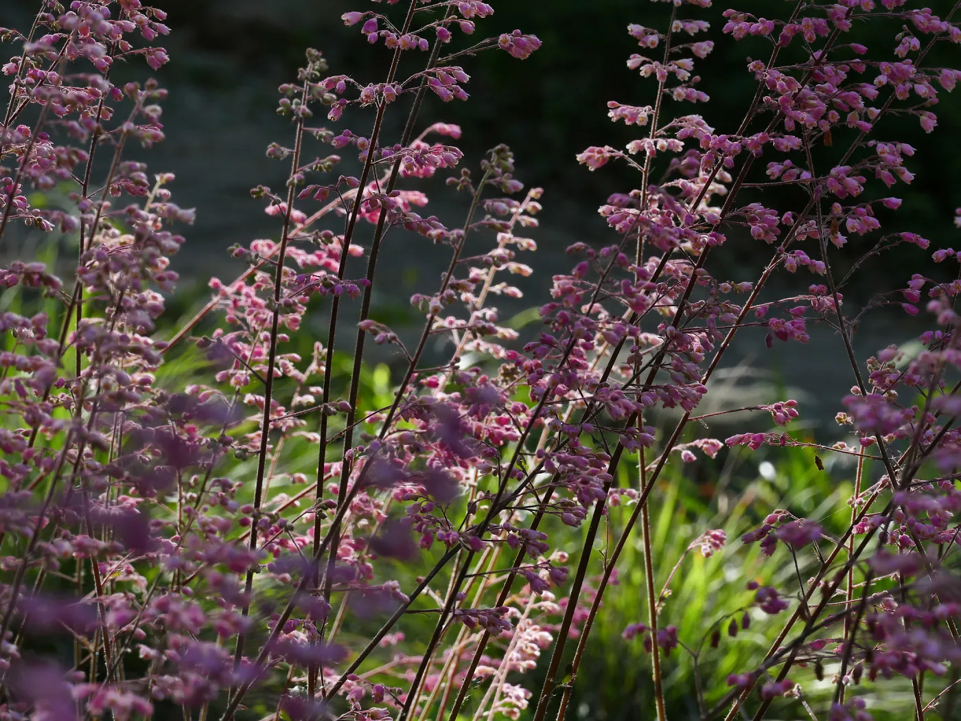 Heuchera in the Wooded Dell