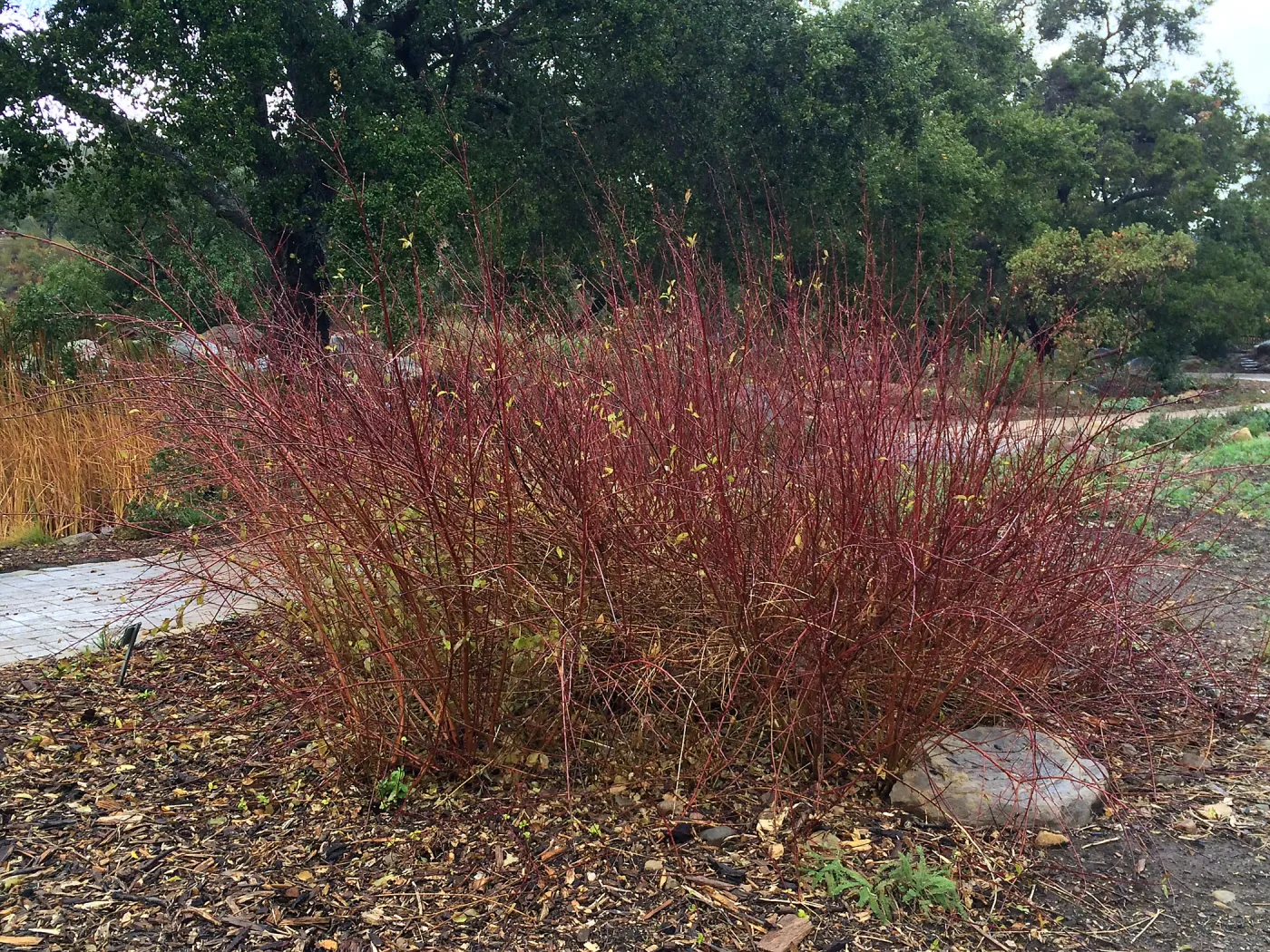 Cornus sericea in Meadow border