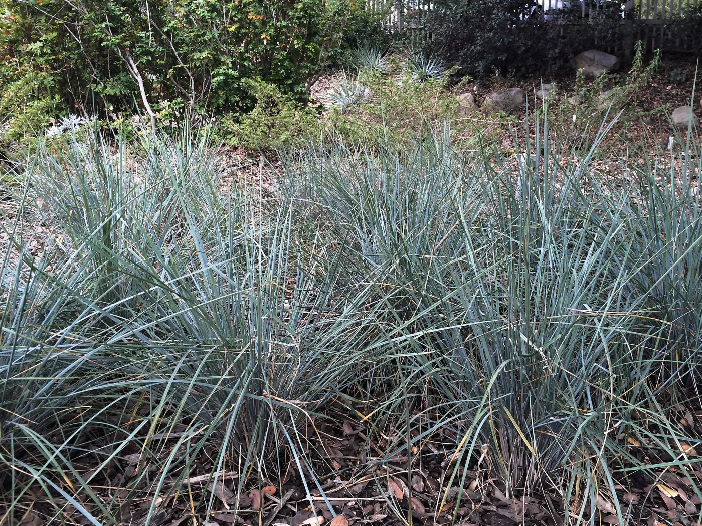 Festuca californica