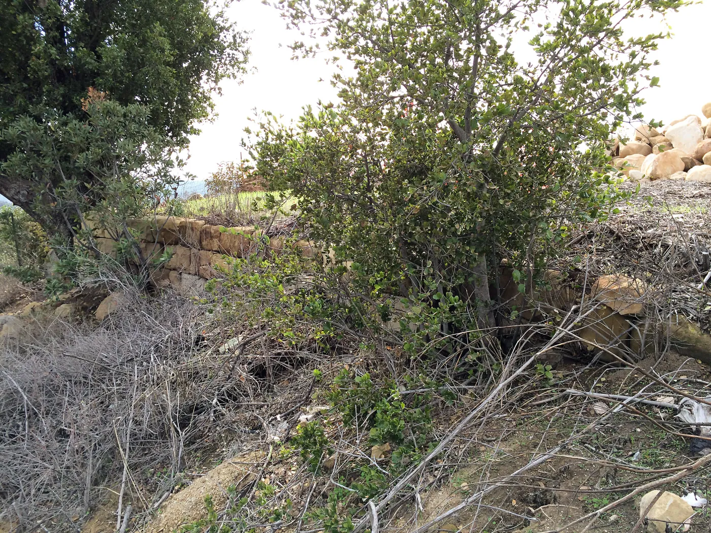 Condition of perimeter walls at Pritzlaff Conservation center before repair