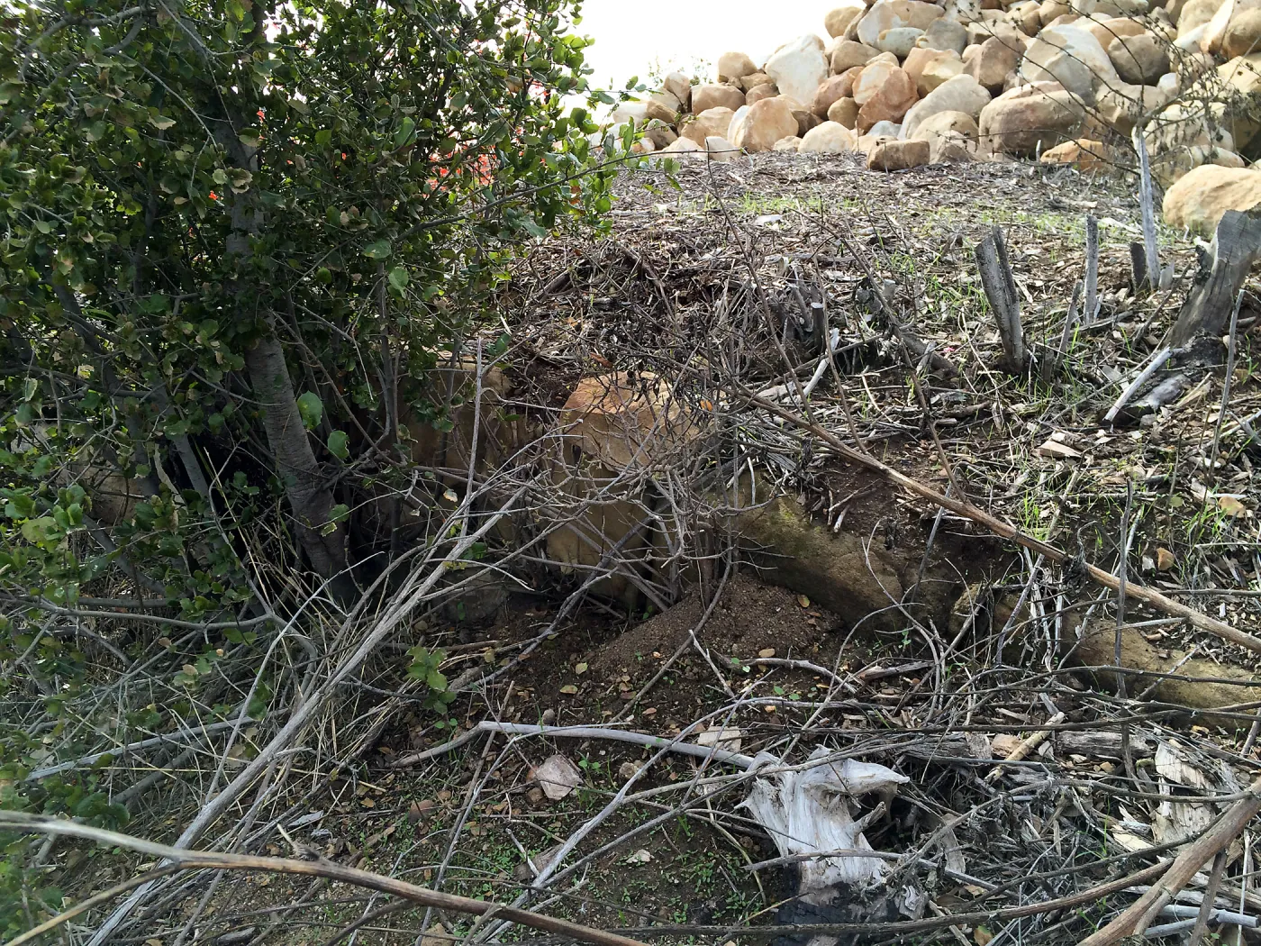 Condition of perimeter walls at Pritzlaff Conservation center before repair