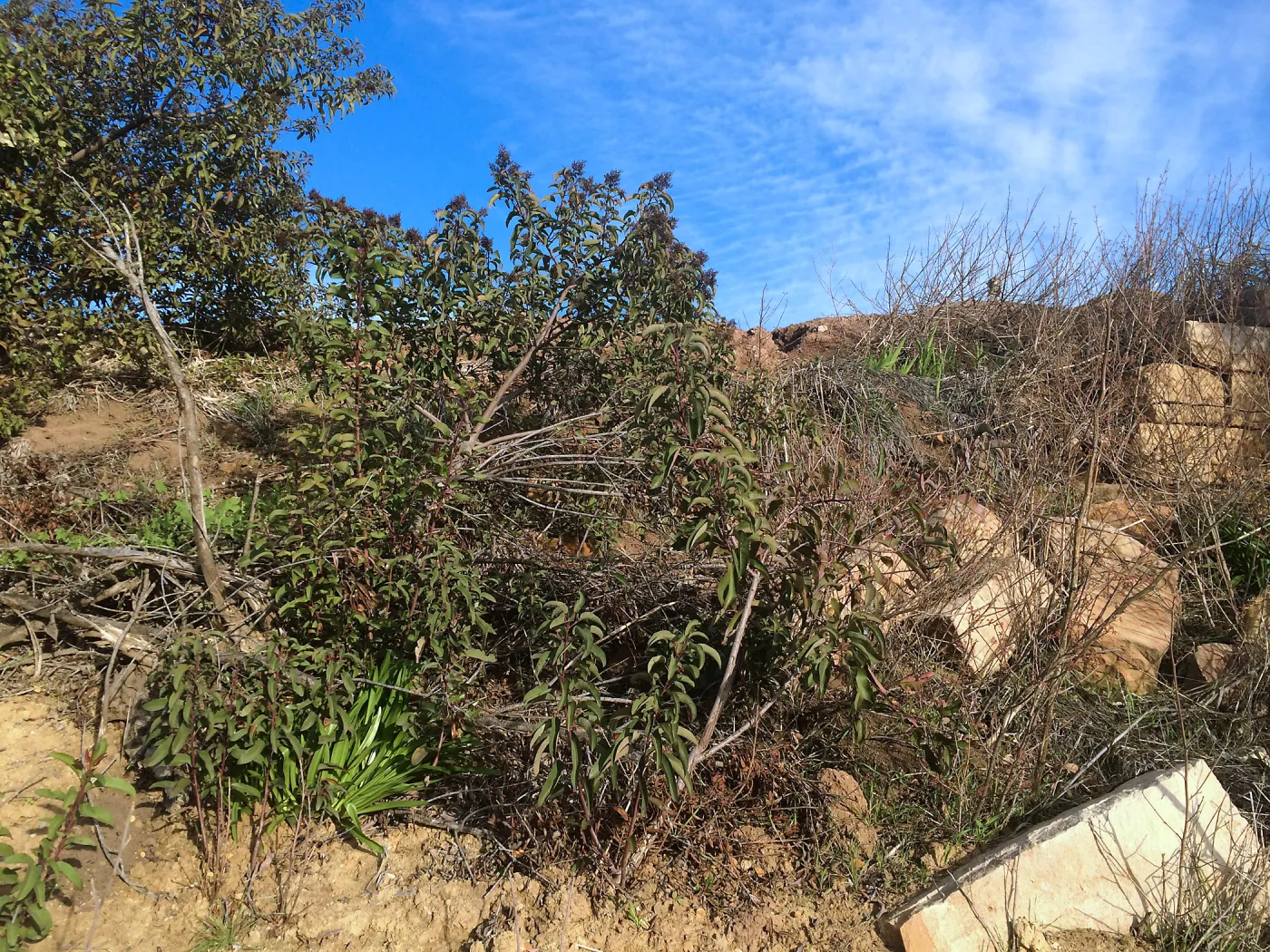 Condition of perimeter walls at Pritzlaff Conservation center before repair
