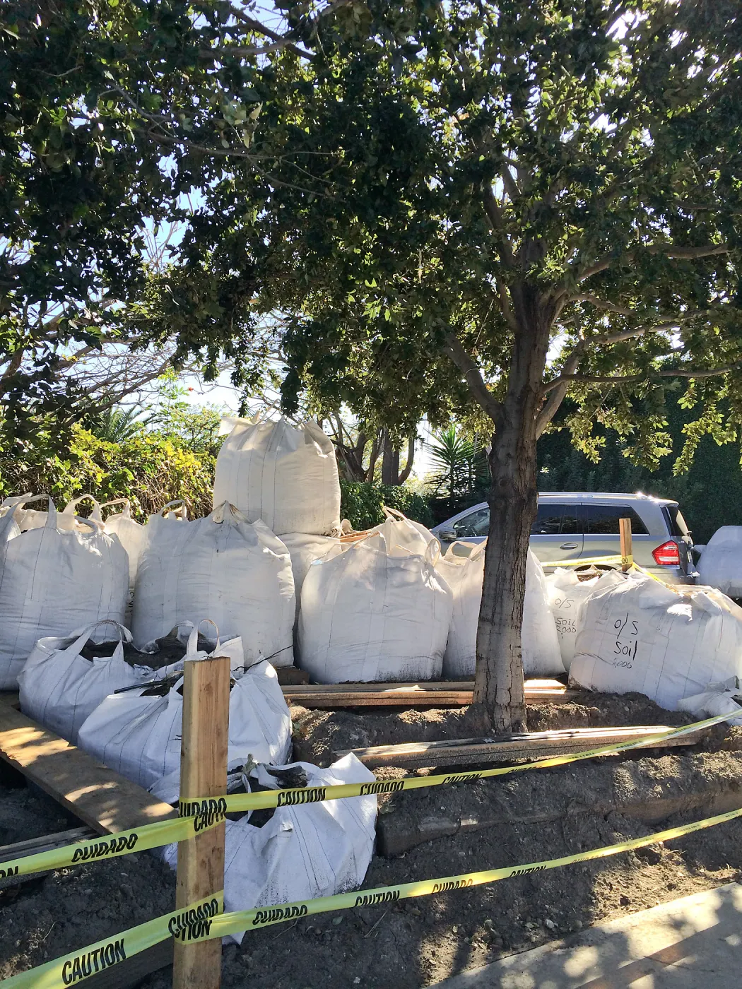 Island Oaks in Susan Van Atta parking lot just before being moved