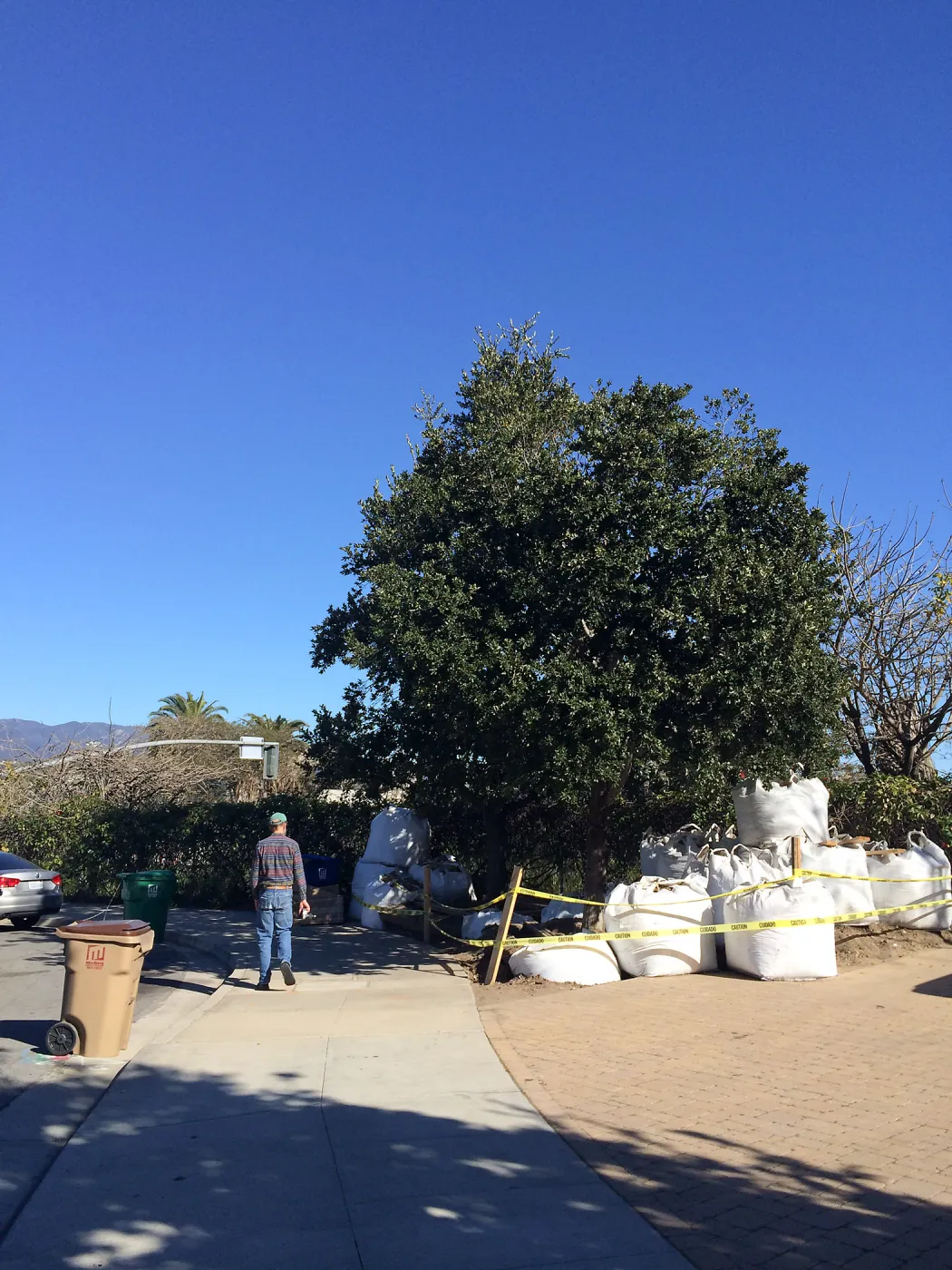 Island Oaks in Susan Van Atta parking lot just before being moved