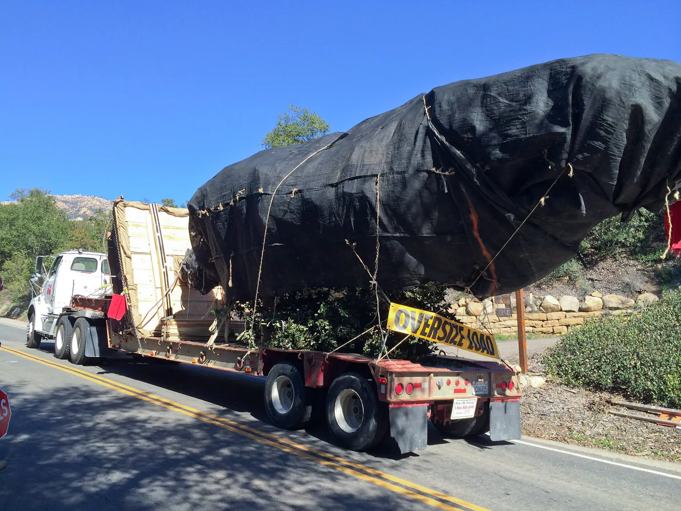 Delivery of Island Oaks at Prtizlaff Conservation Center