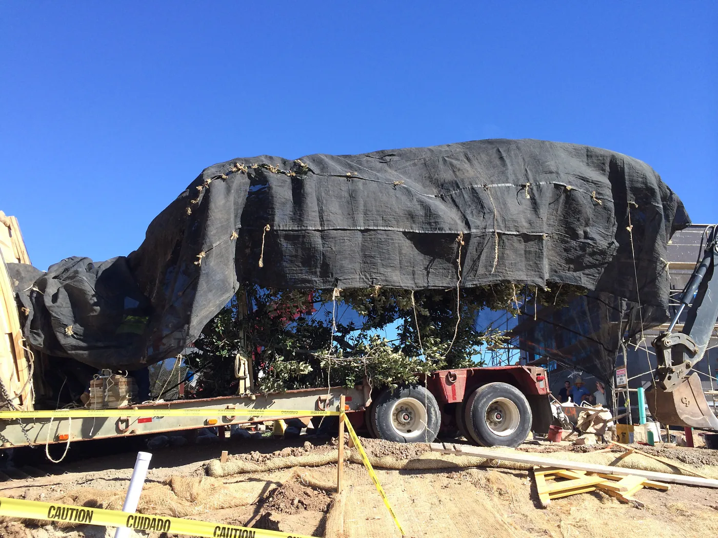 Delivery of Island Oaks at Prtizlaff Conservation Center