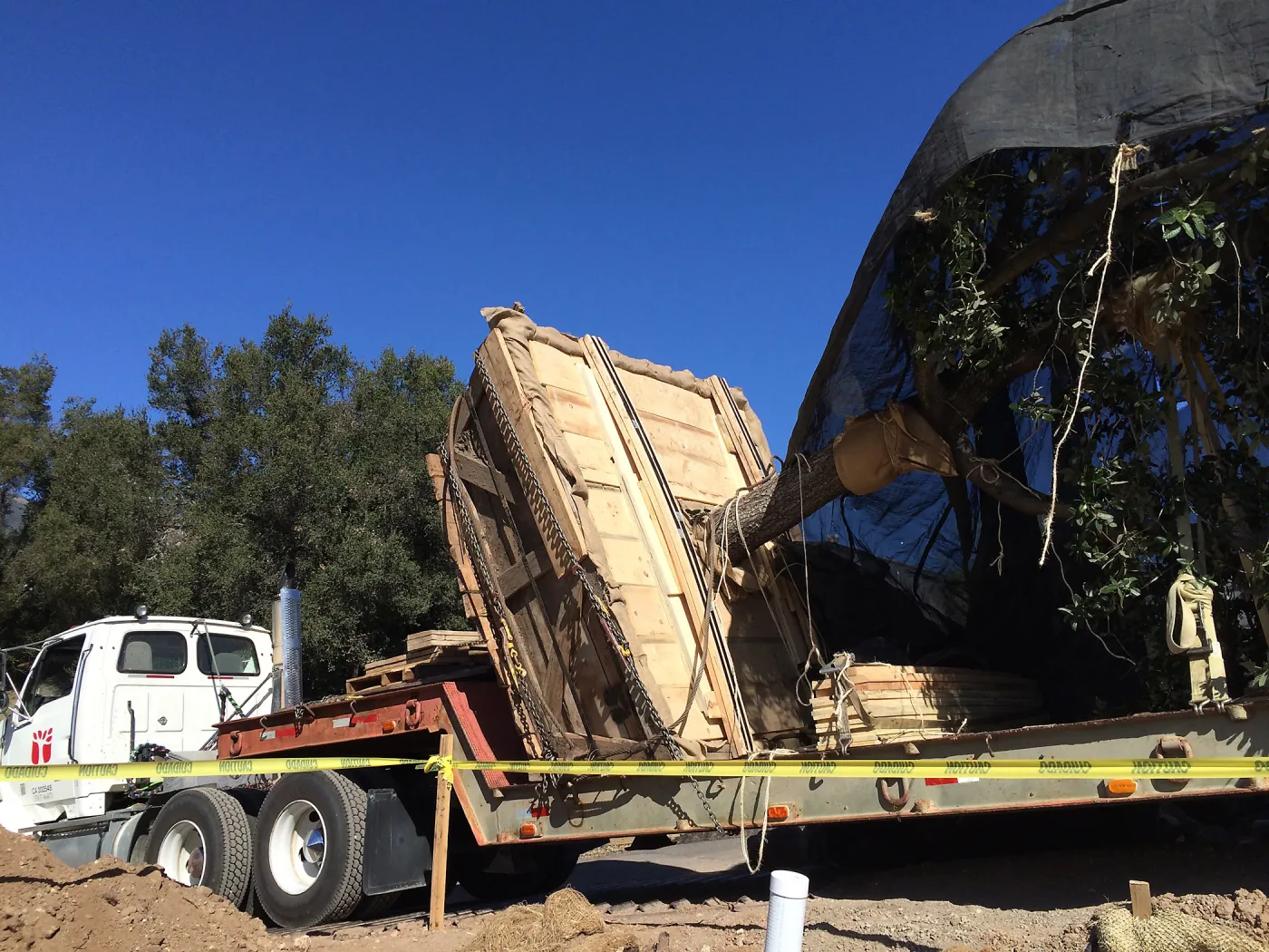 Delivery of Island Oaks at Prtizlaff Conservation Center