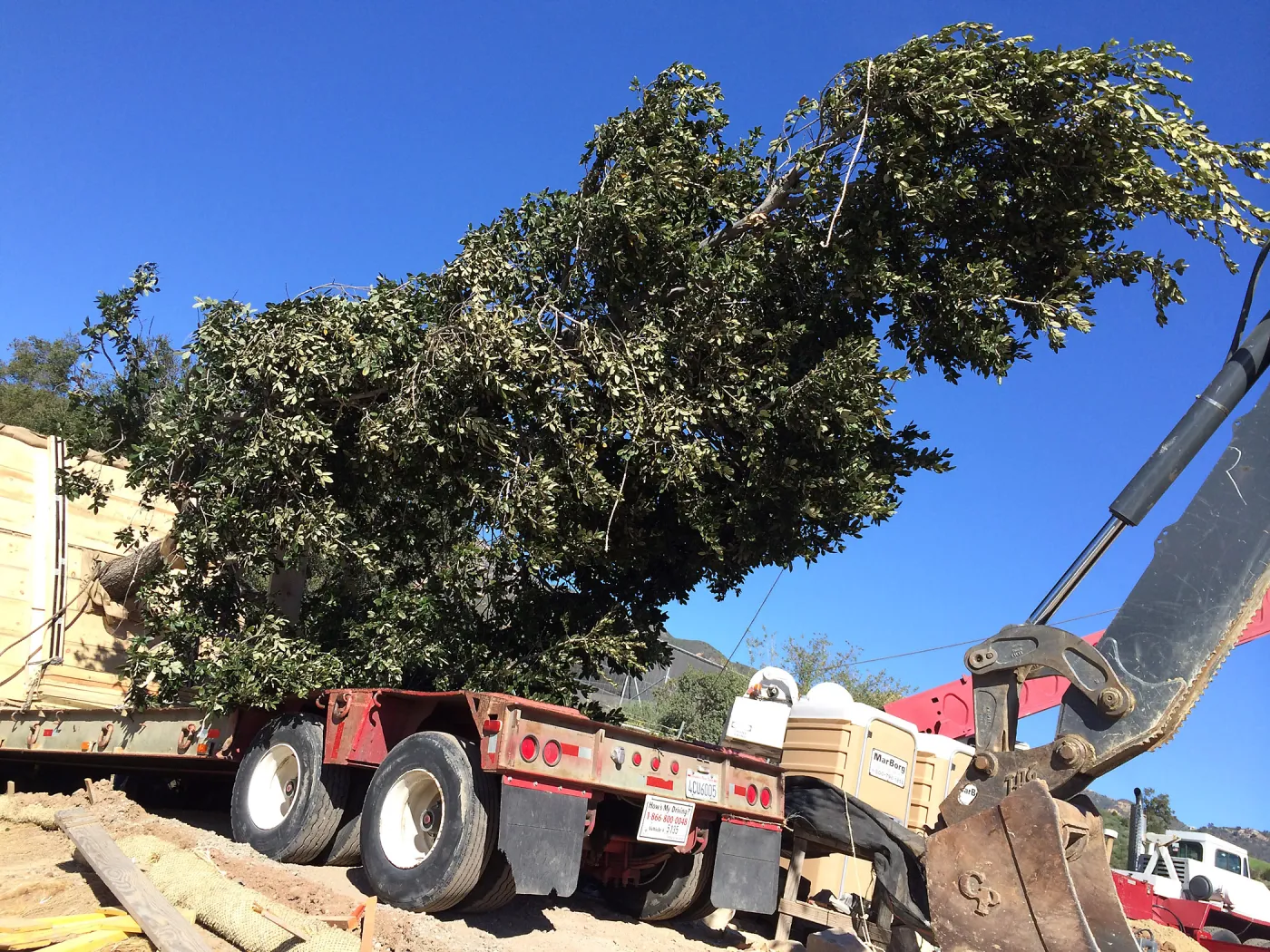 Planting of Island Oaks at the Pritzlaff Conservation Center