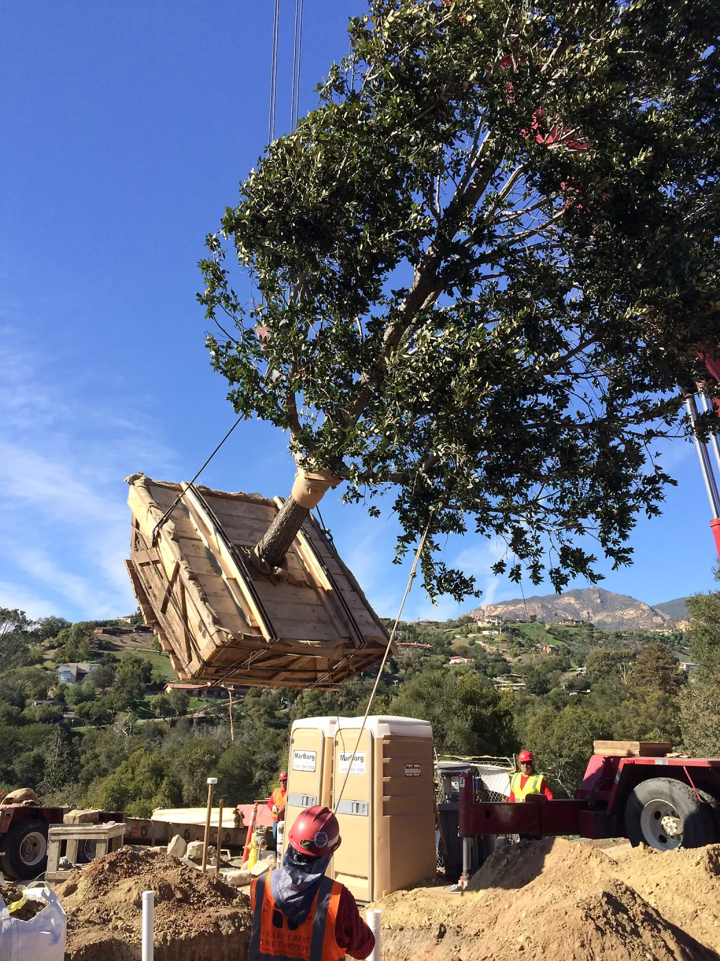 Planting of Island Oaks at the Pritzlaff Conservation Center
