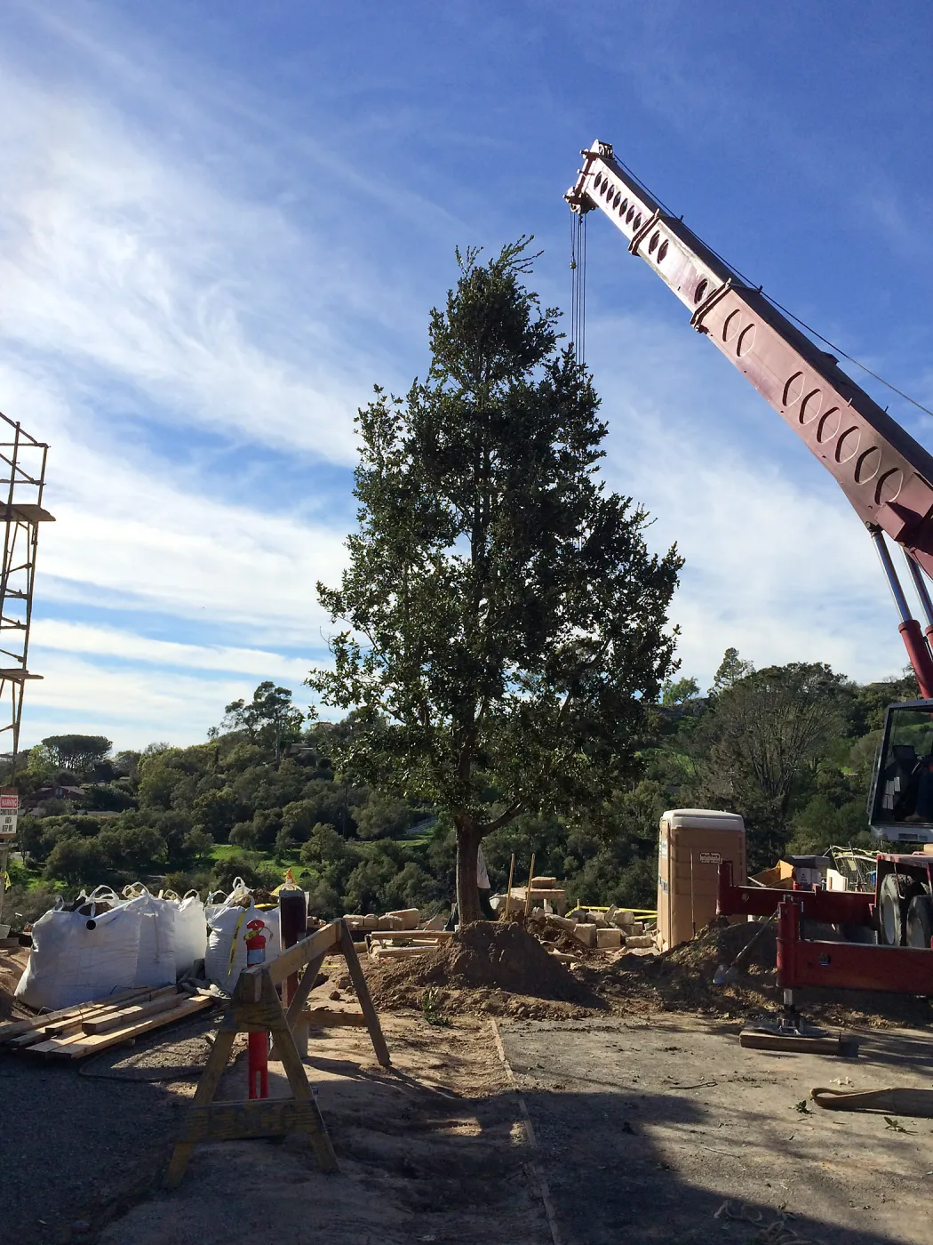 Planting of Island Oaks at the Pritzlaff Conservation Center