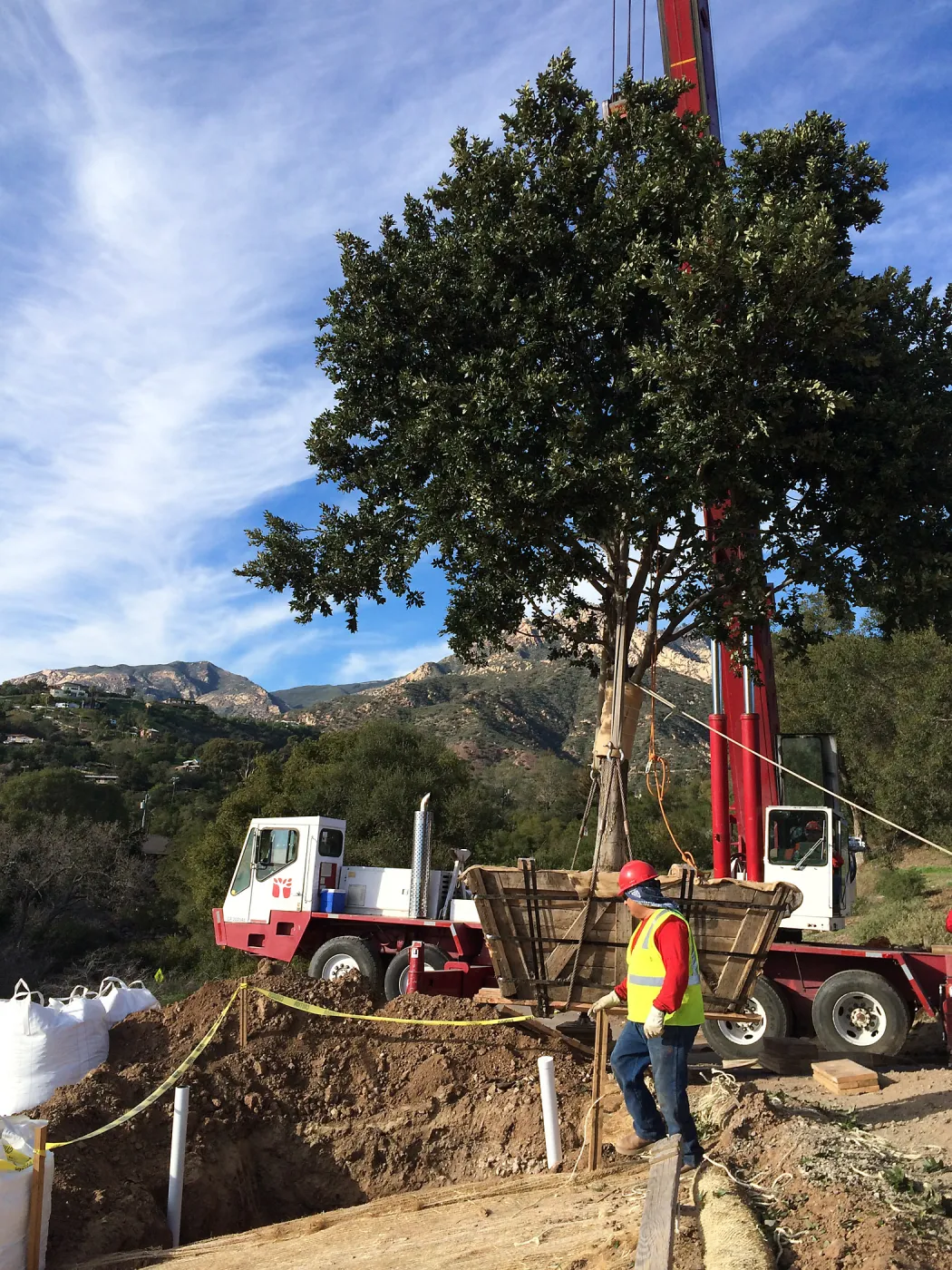 Planting of Island Oaks at the Pritzlaff Conservation Center