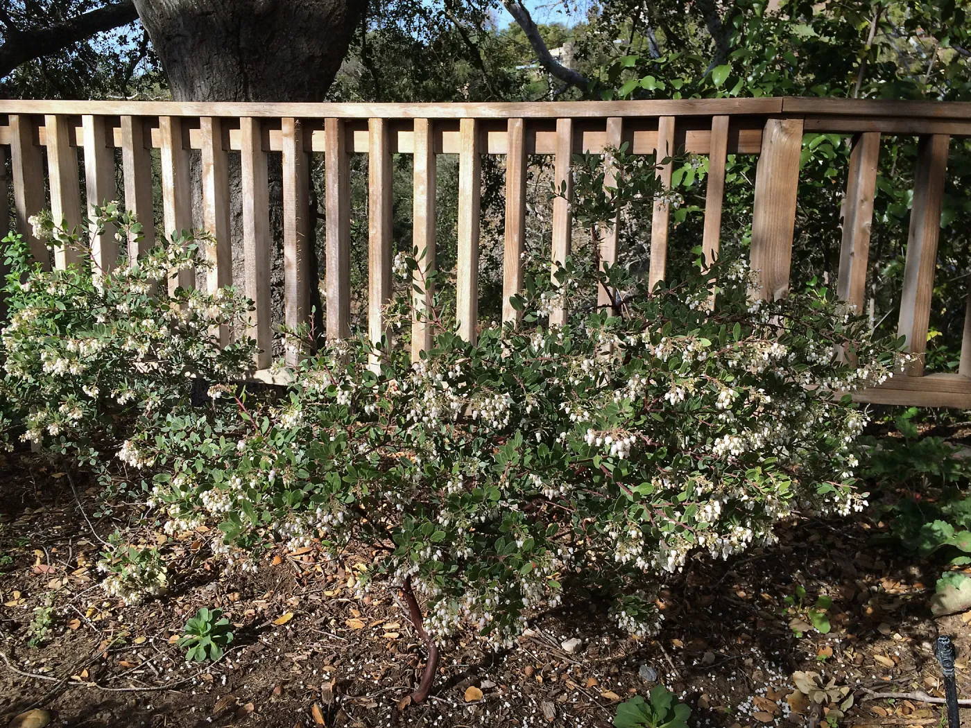 Arctostaphylos White Lanterns at Water Wise Home Garden