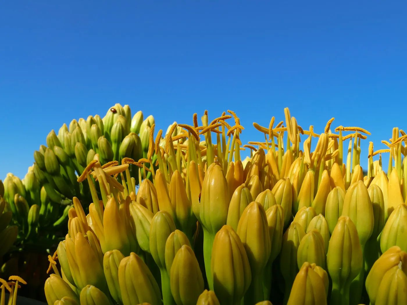 Agave sebastiana