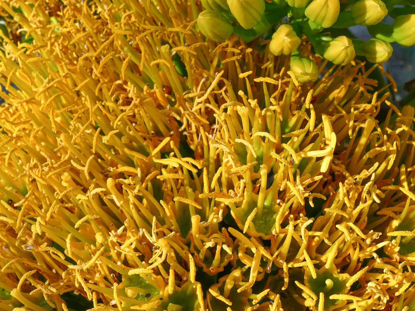 Agave sebastiana