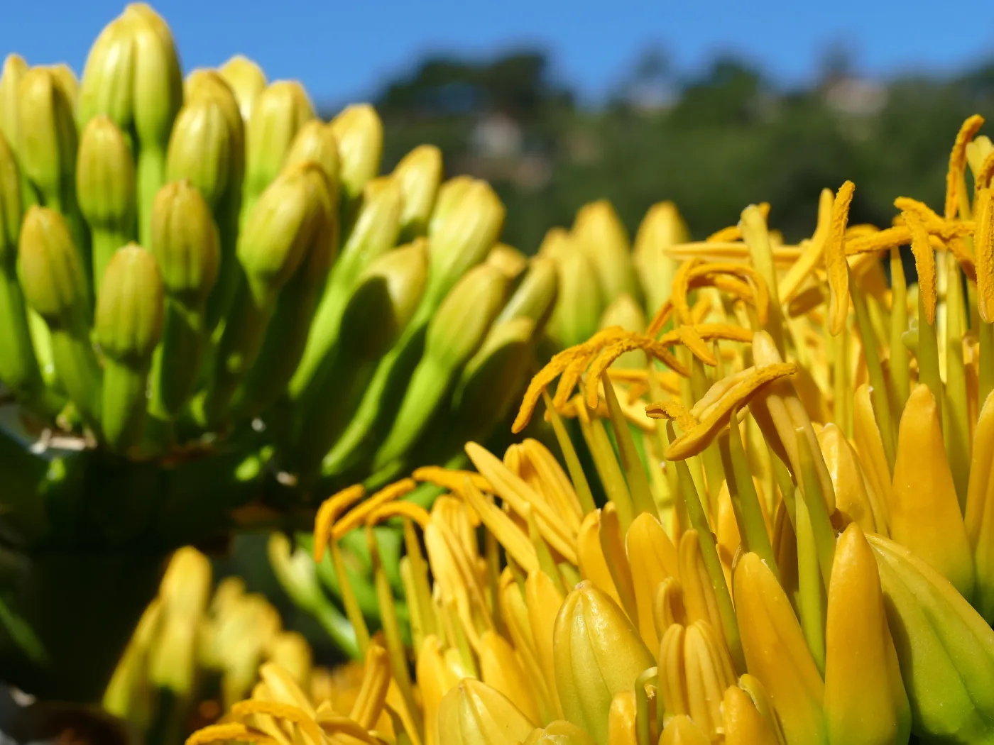 Agave sebastiana