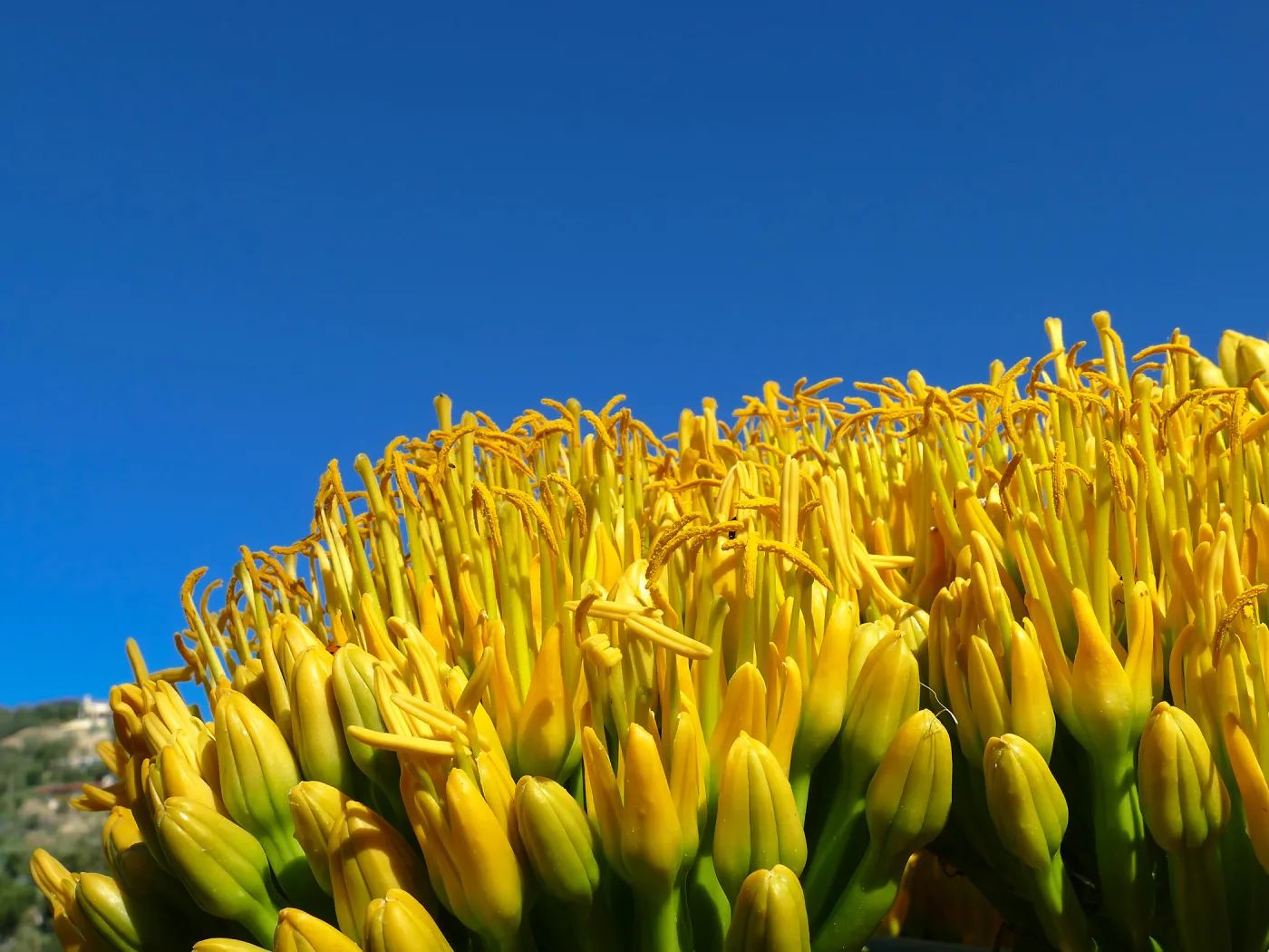 Agave sebastiana