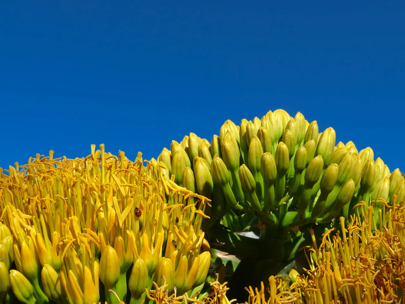 Agave sebastiana