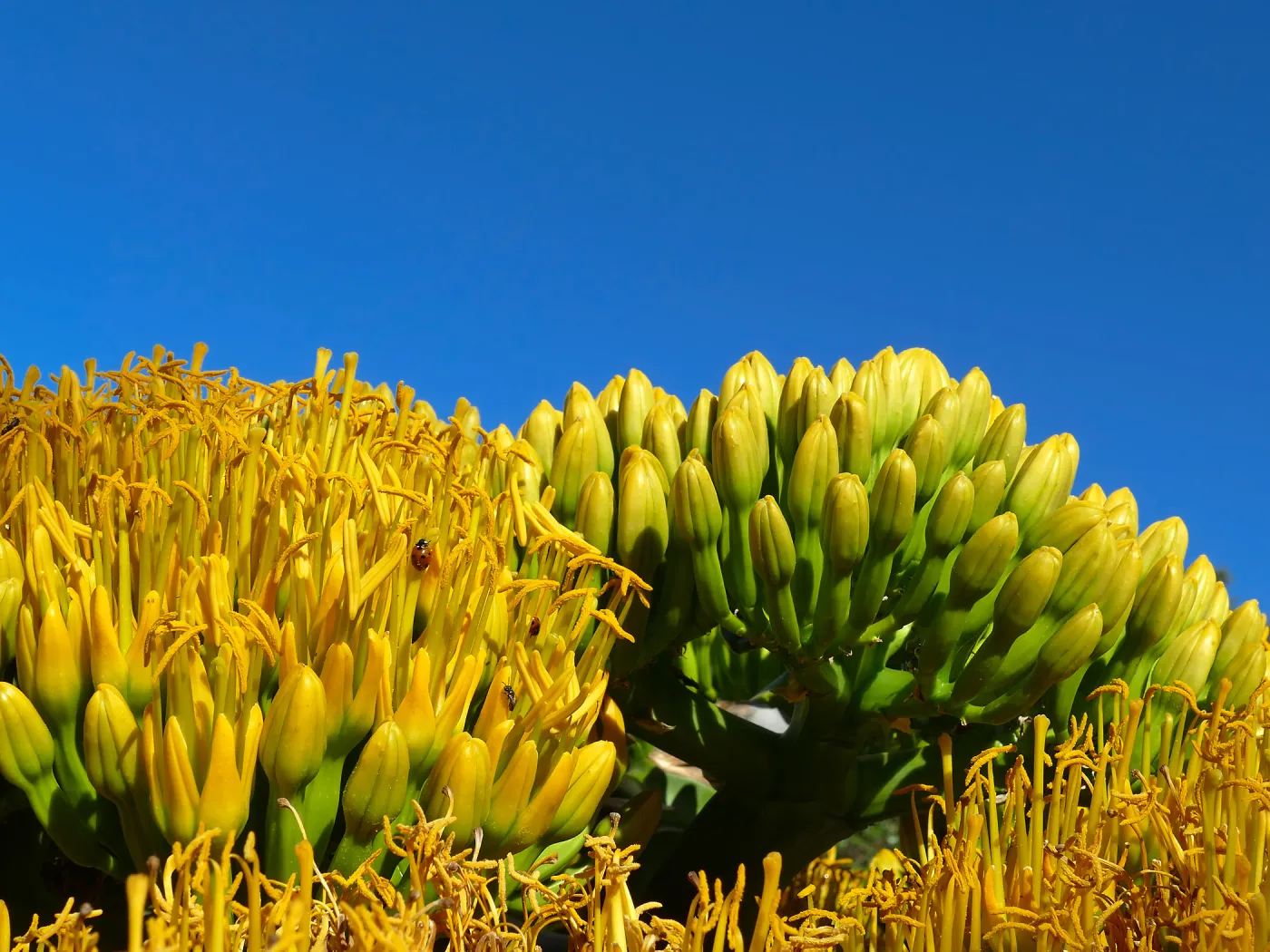 Agave sebastiana