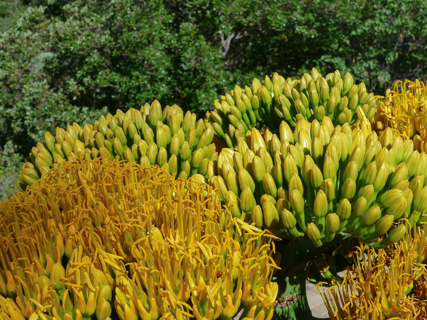 Agave sebastiana