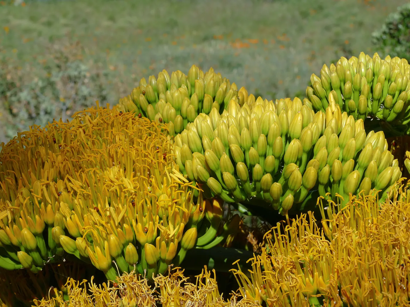 Agave sebastiana