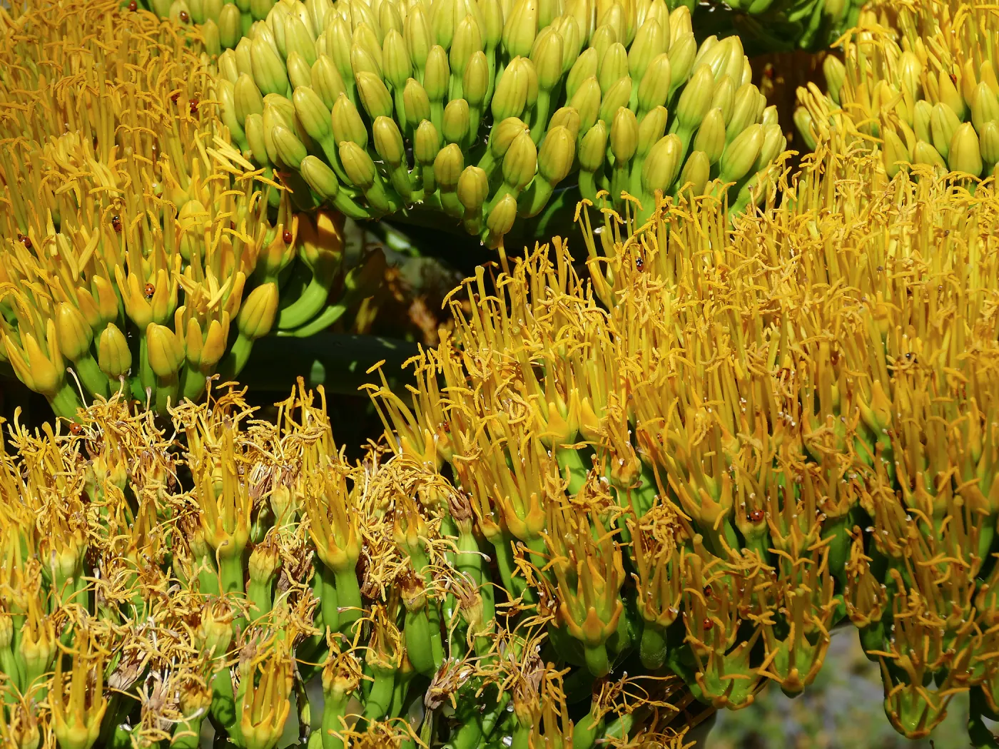 Agave sebastiana