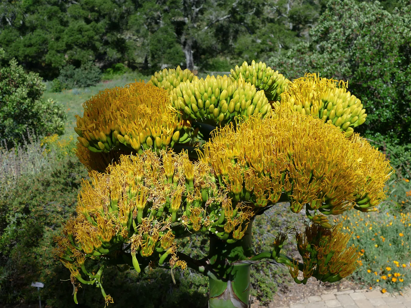 Agave sebastiana