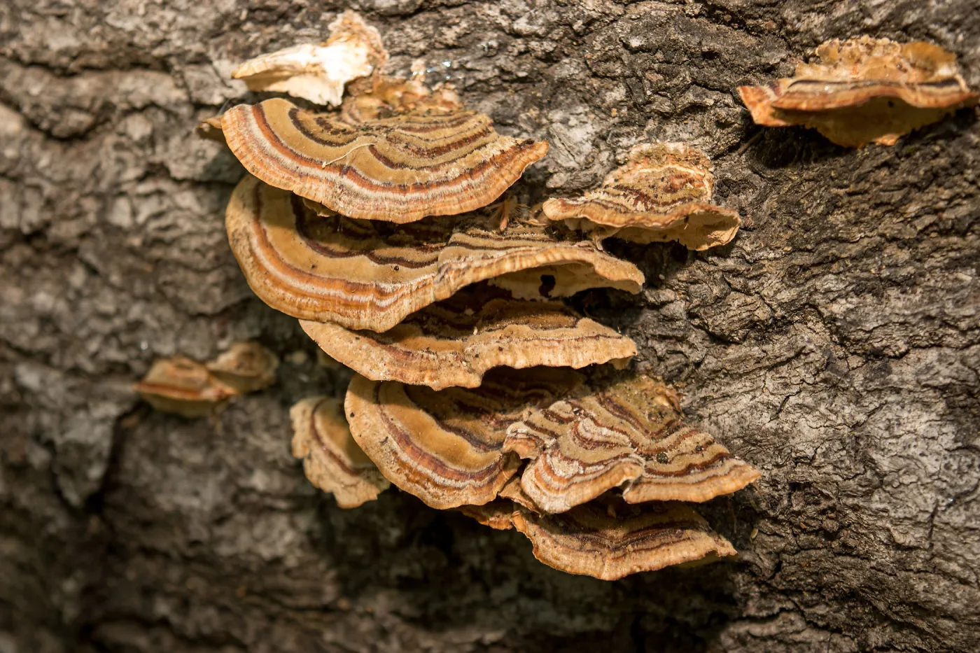 Fungus on tree trunk