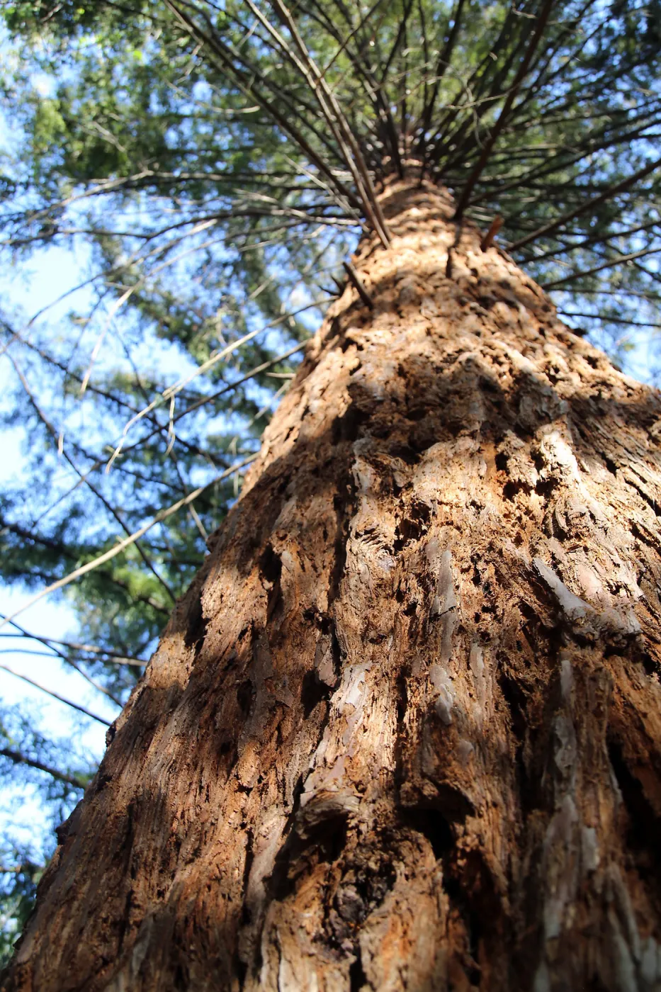  Coast Redwood
