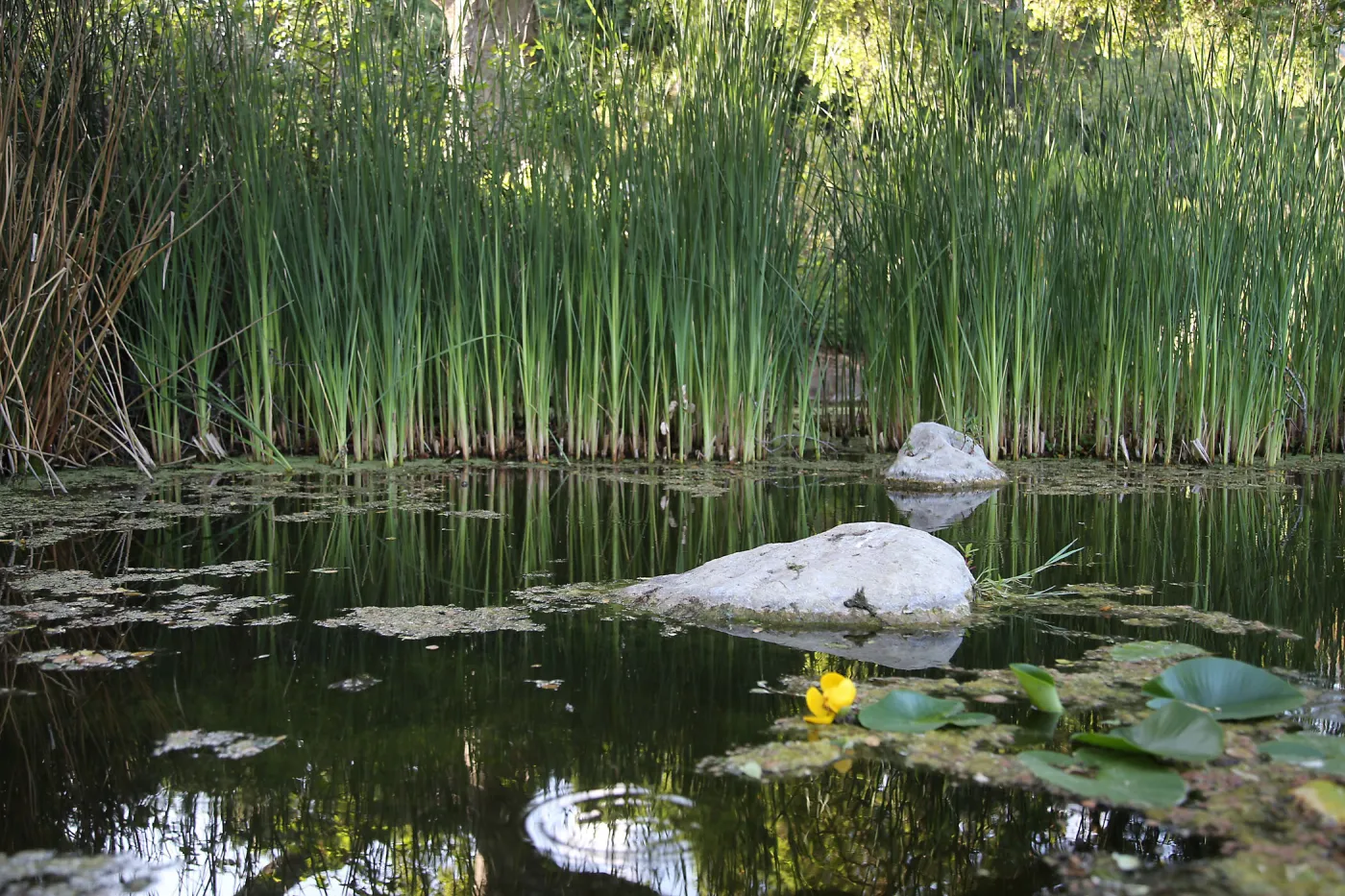 Pond, Narrowleaf Cattails