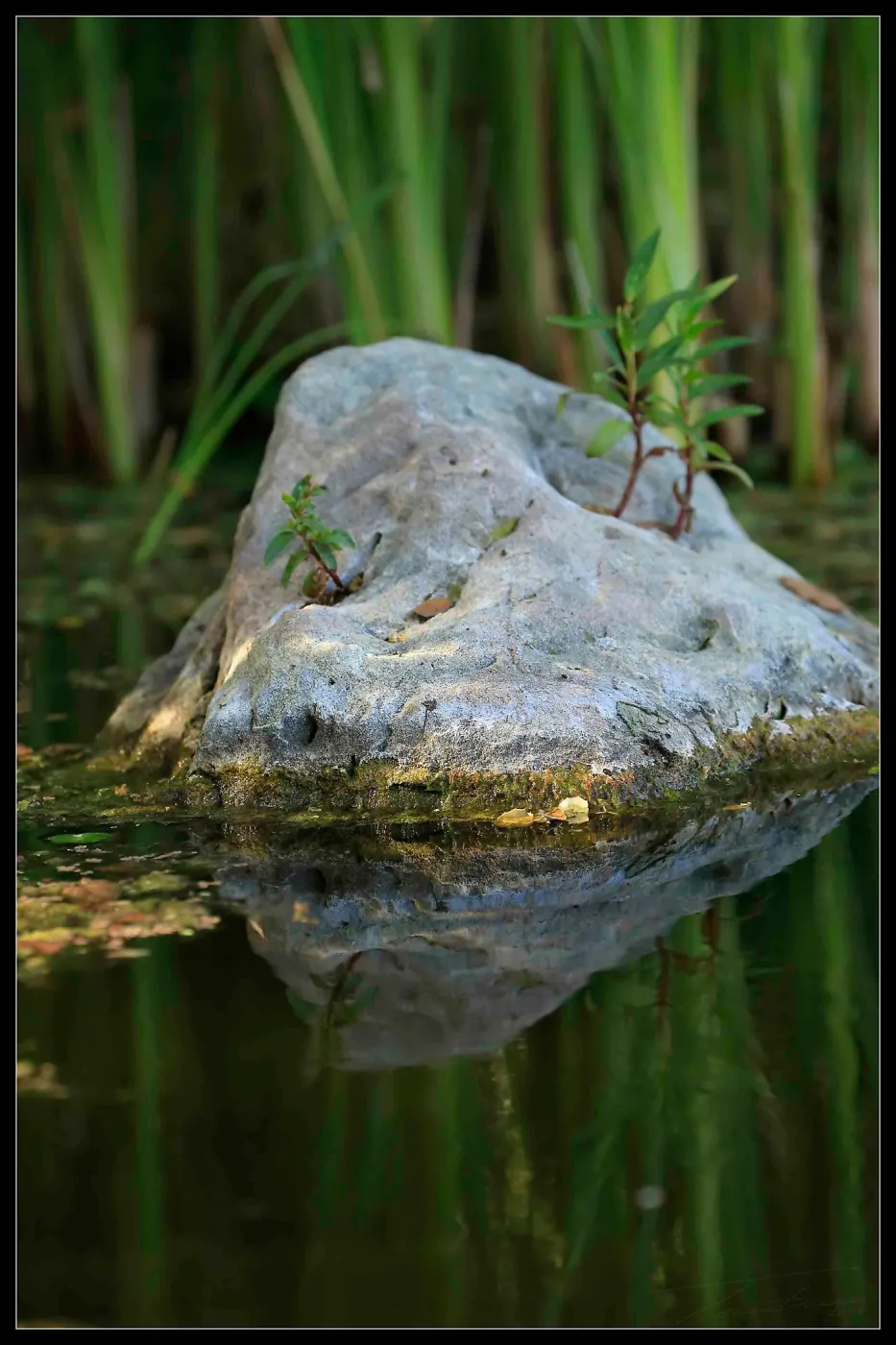 Plants growing on rock in Pond
