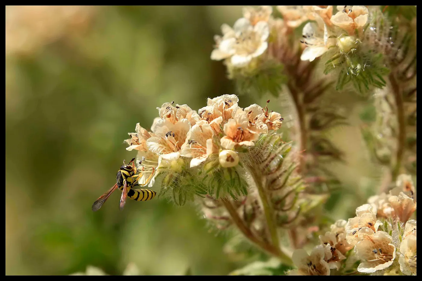 Wasp on flower