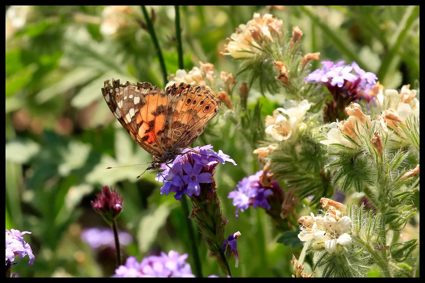 Butterfly on flower