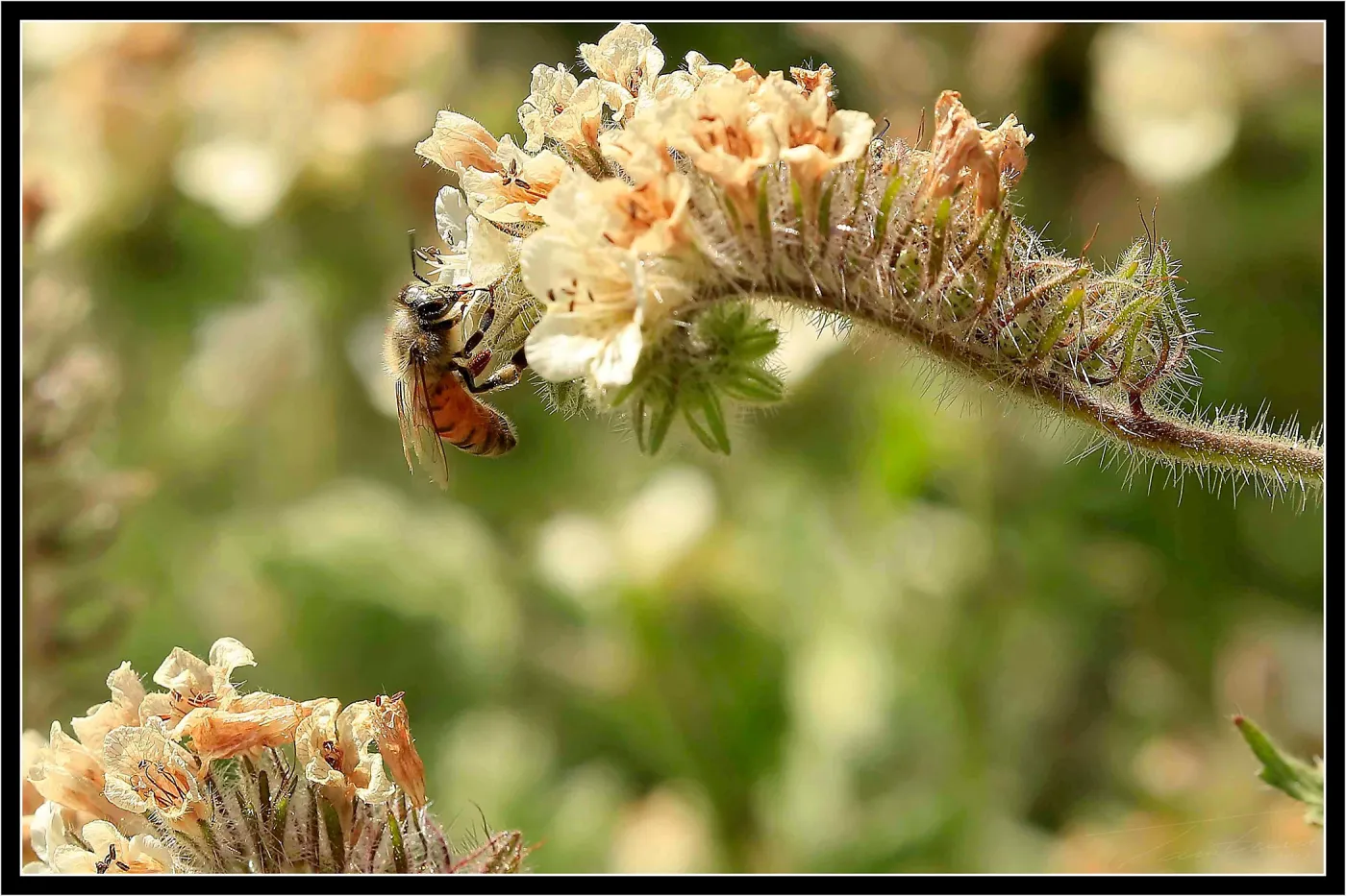Bee on flower