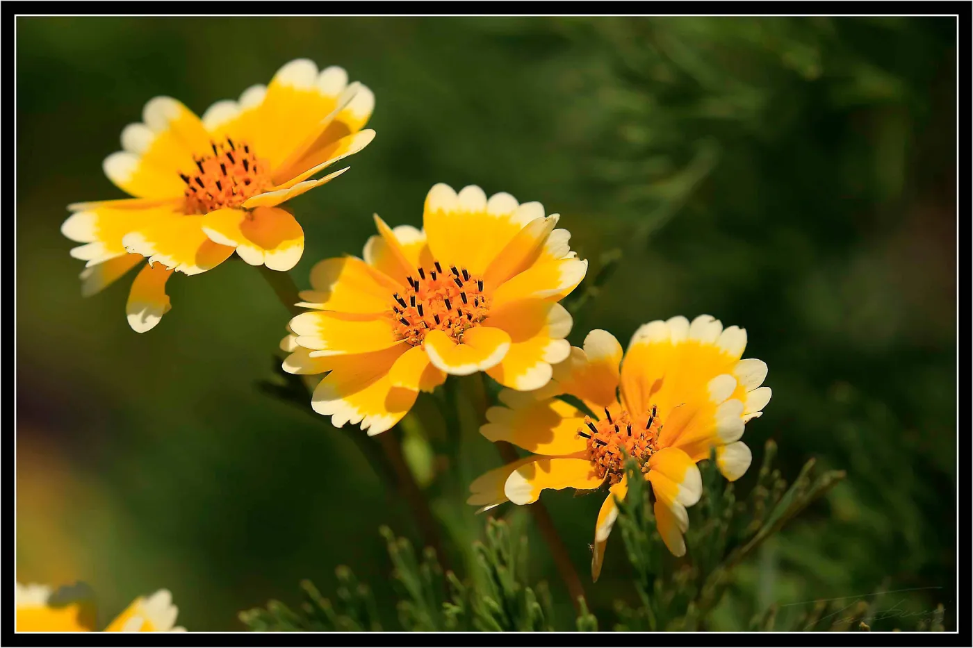 Tidytips
