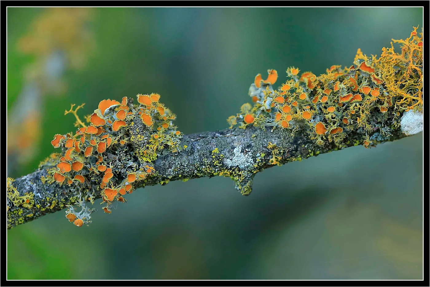 Lichen