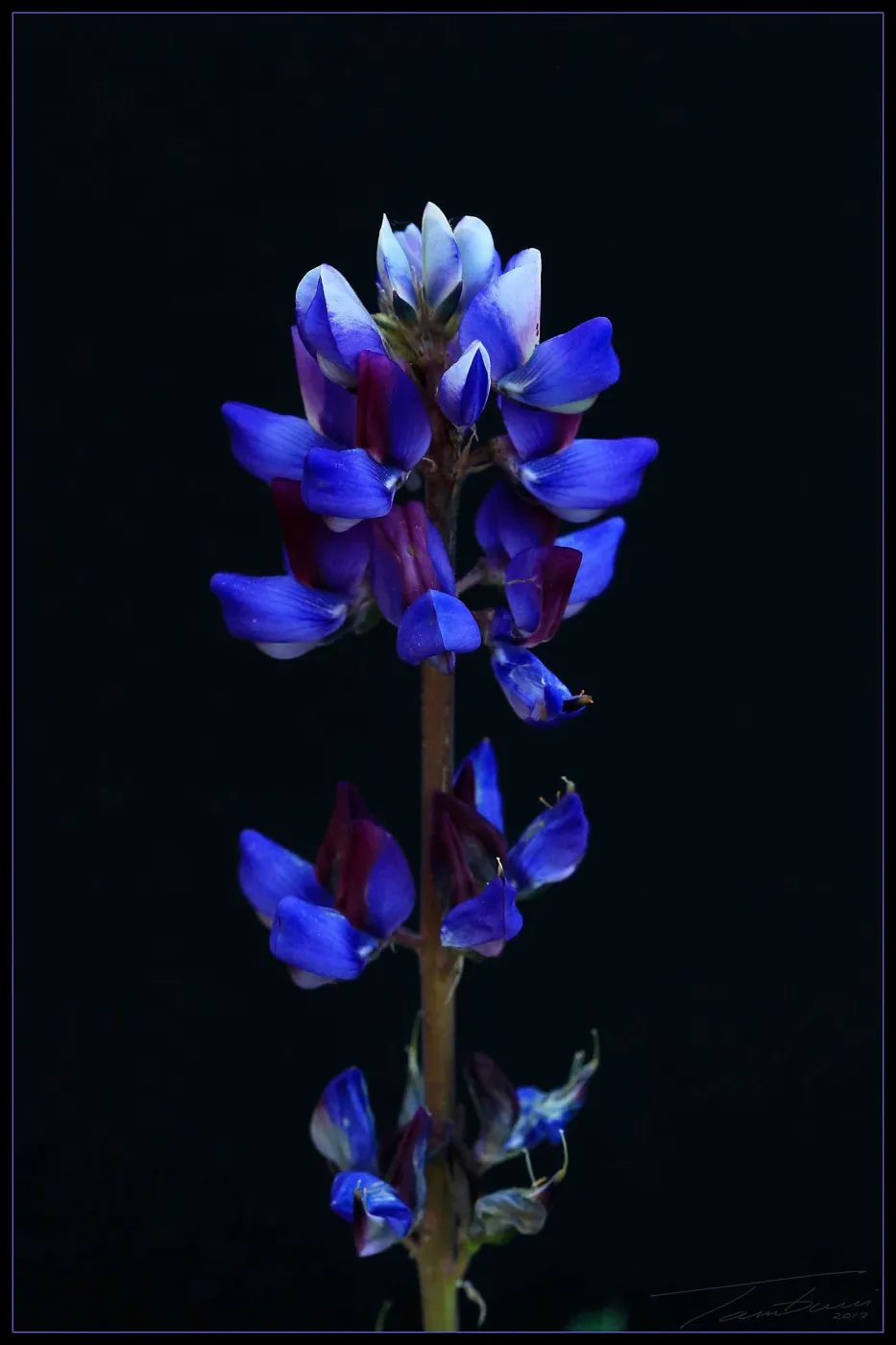 Lupine