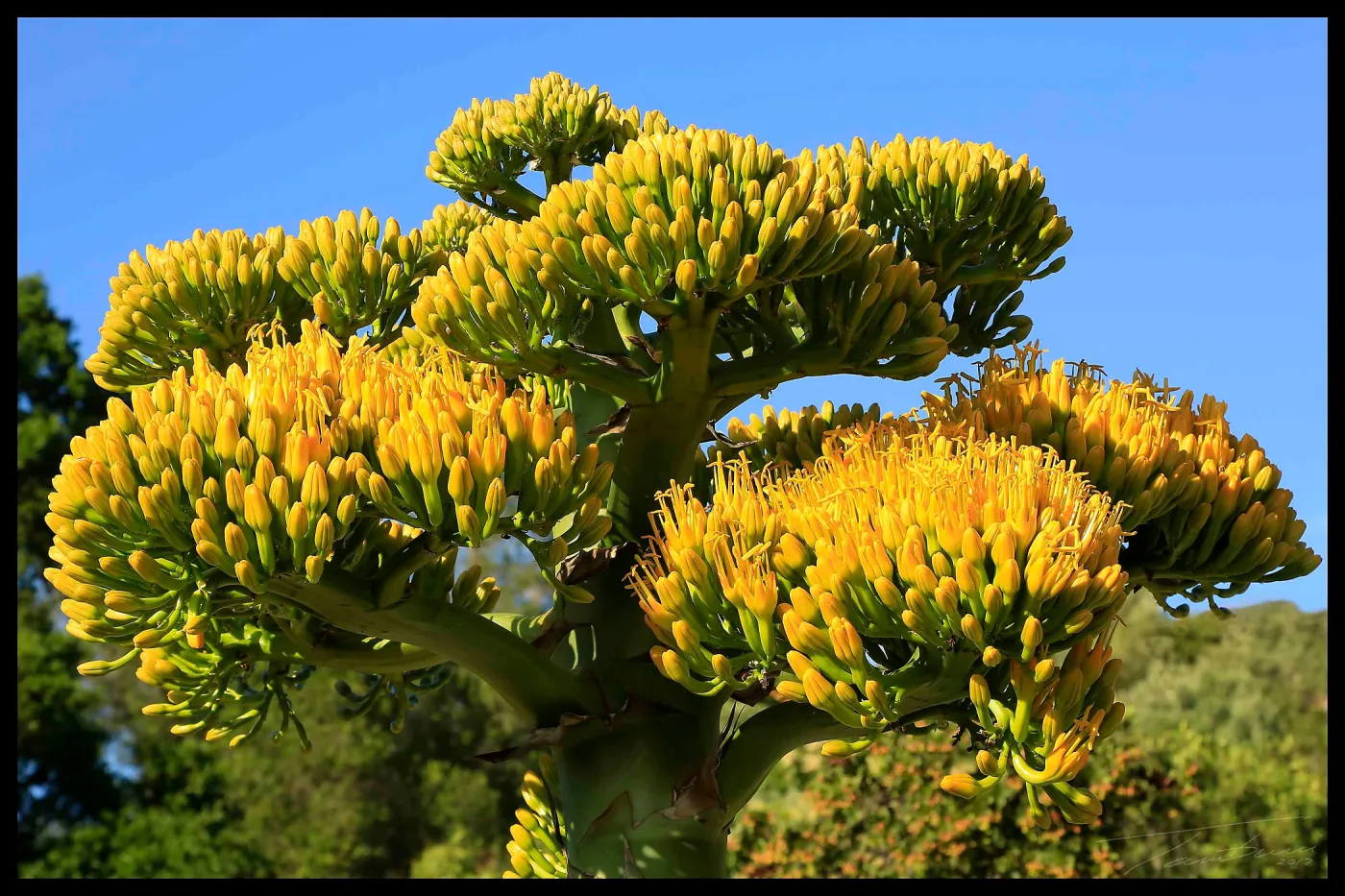Agave sebastiana