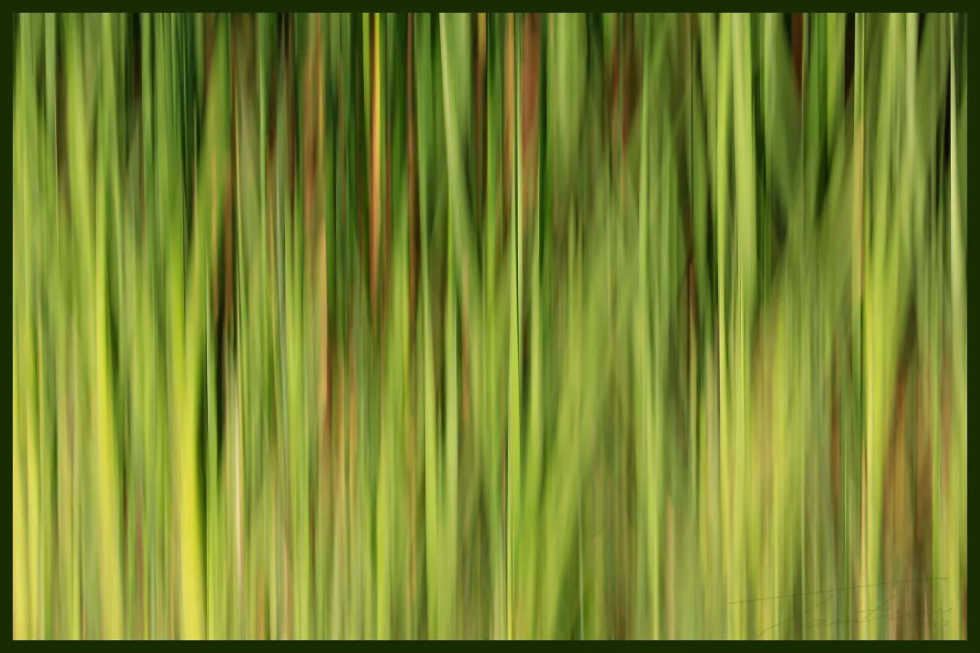 Abstract, reeds at pond
