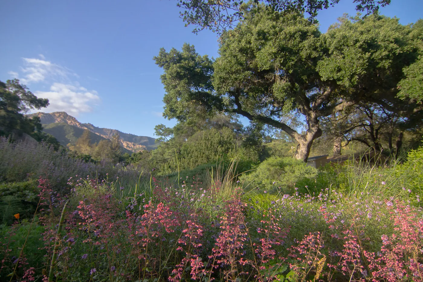 Heuchera and Meadow