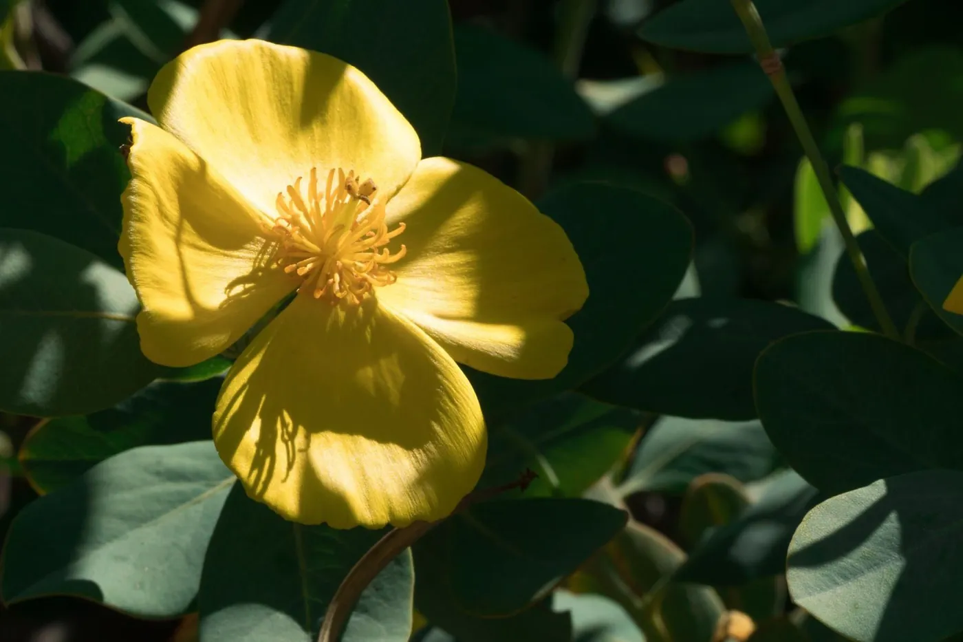 Bush Poppy