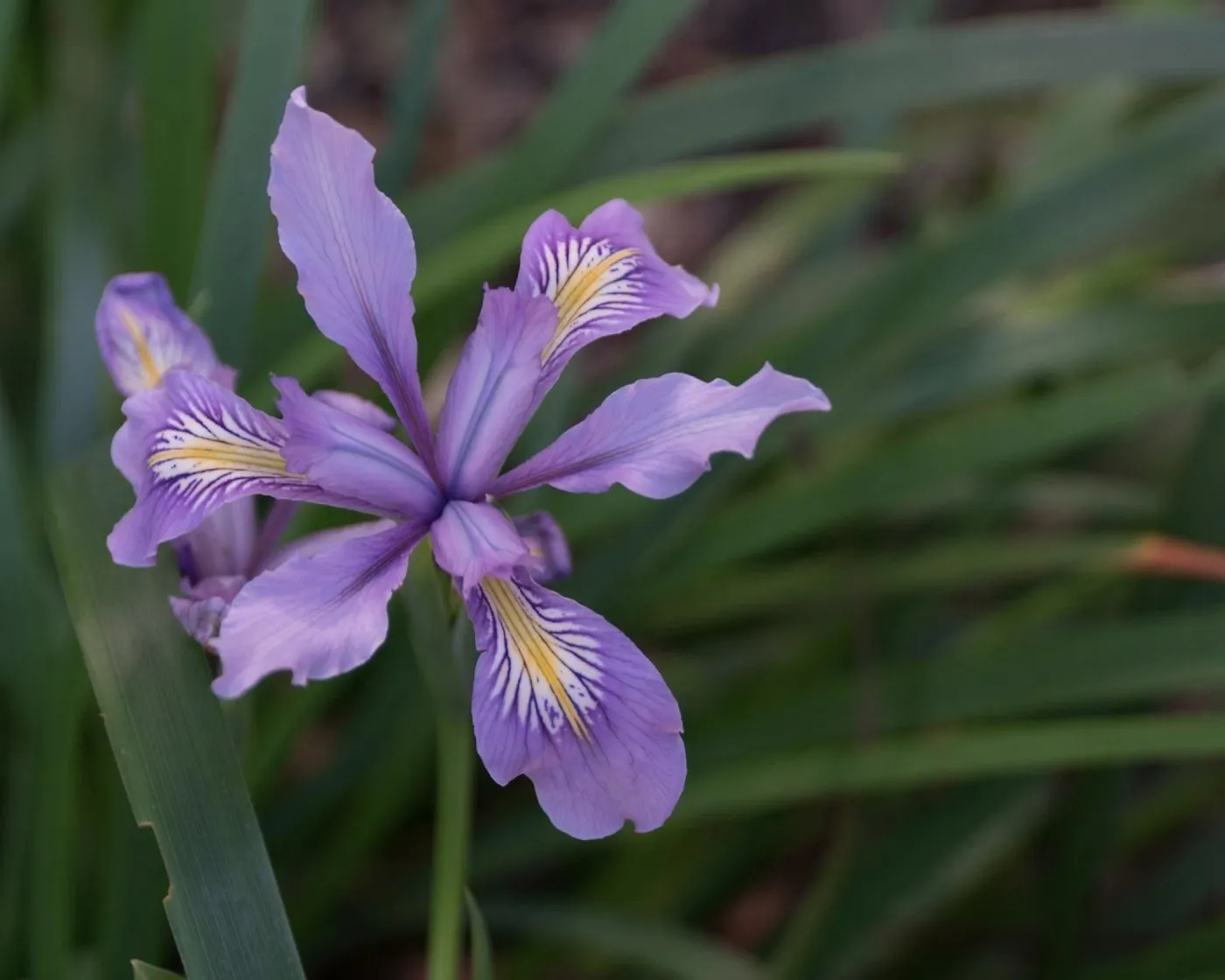 Iris