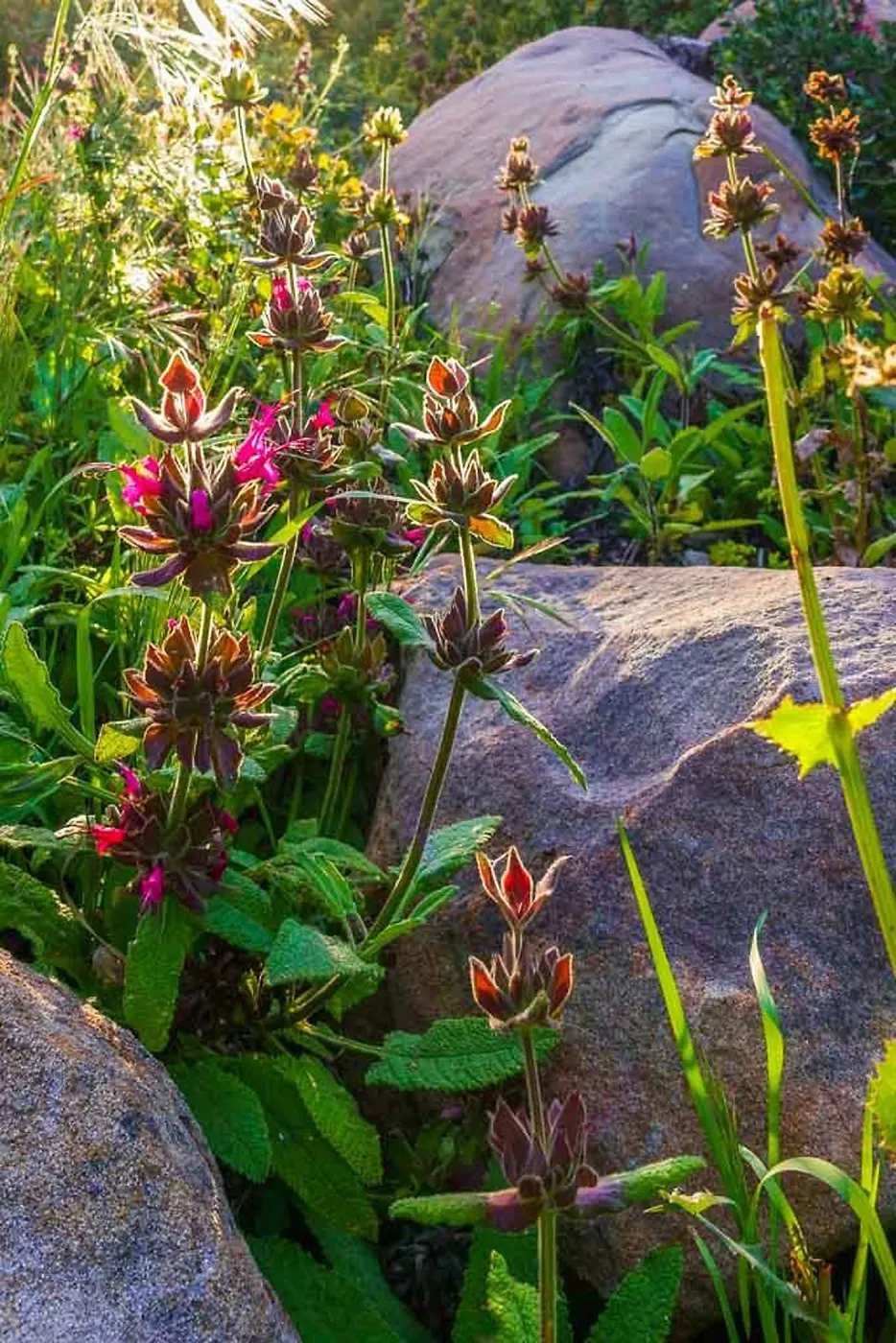 Hummingbird Sage