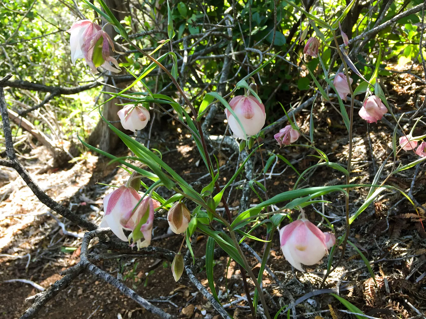 Santa Cruz Island Trip, White Fairy Lantern (Calochortus albus)