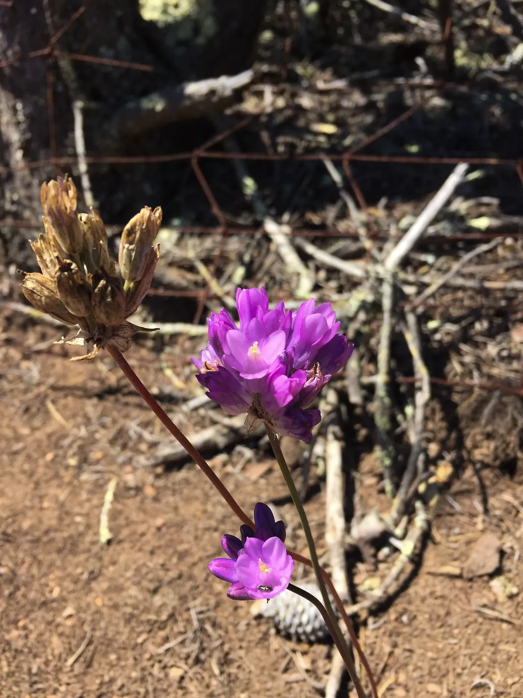 Santa Cruz Island Trip, Blue Dicks (Dichelostemma capitatum)