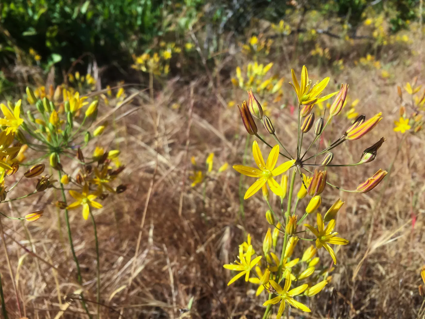 Santa Cruz Island Trip, Golden Star (Bloomeria crocea)