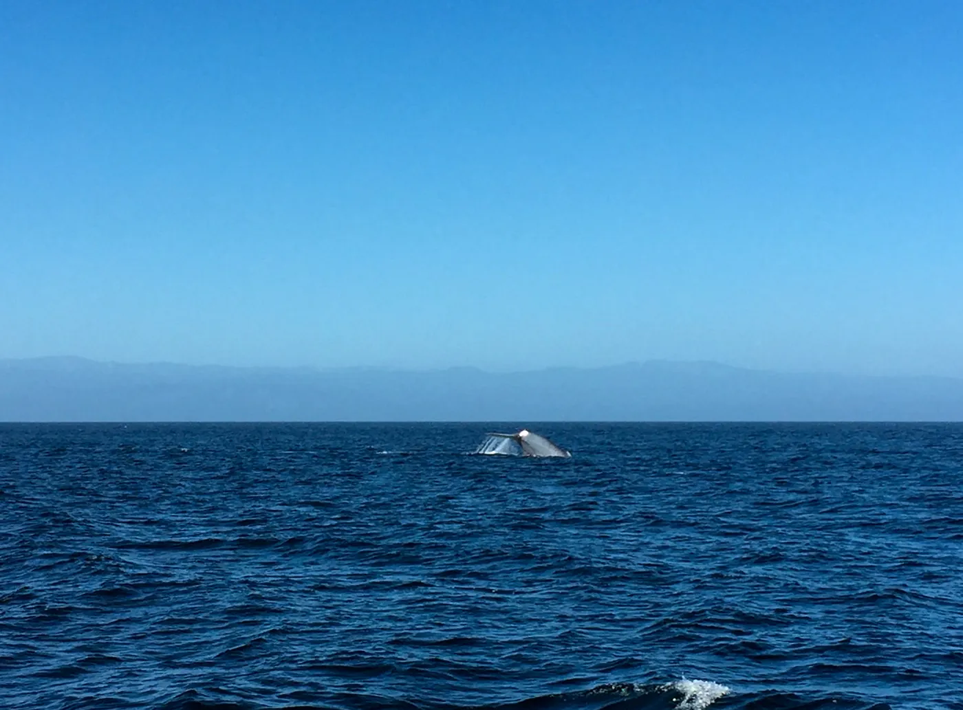 Santa Cruz Island Trip, Blue Whale tail