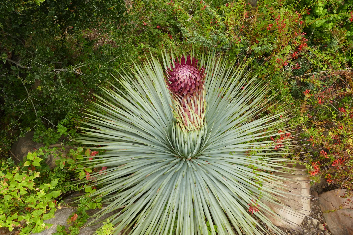 Our Lord's Candle - Hesperoyucca whipplei infloresence
