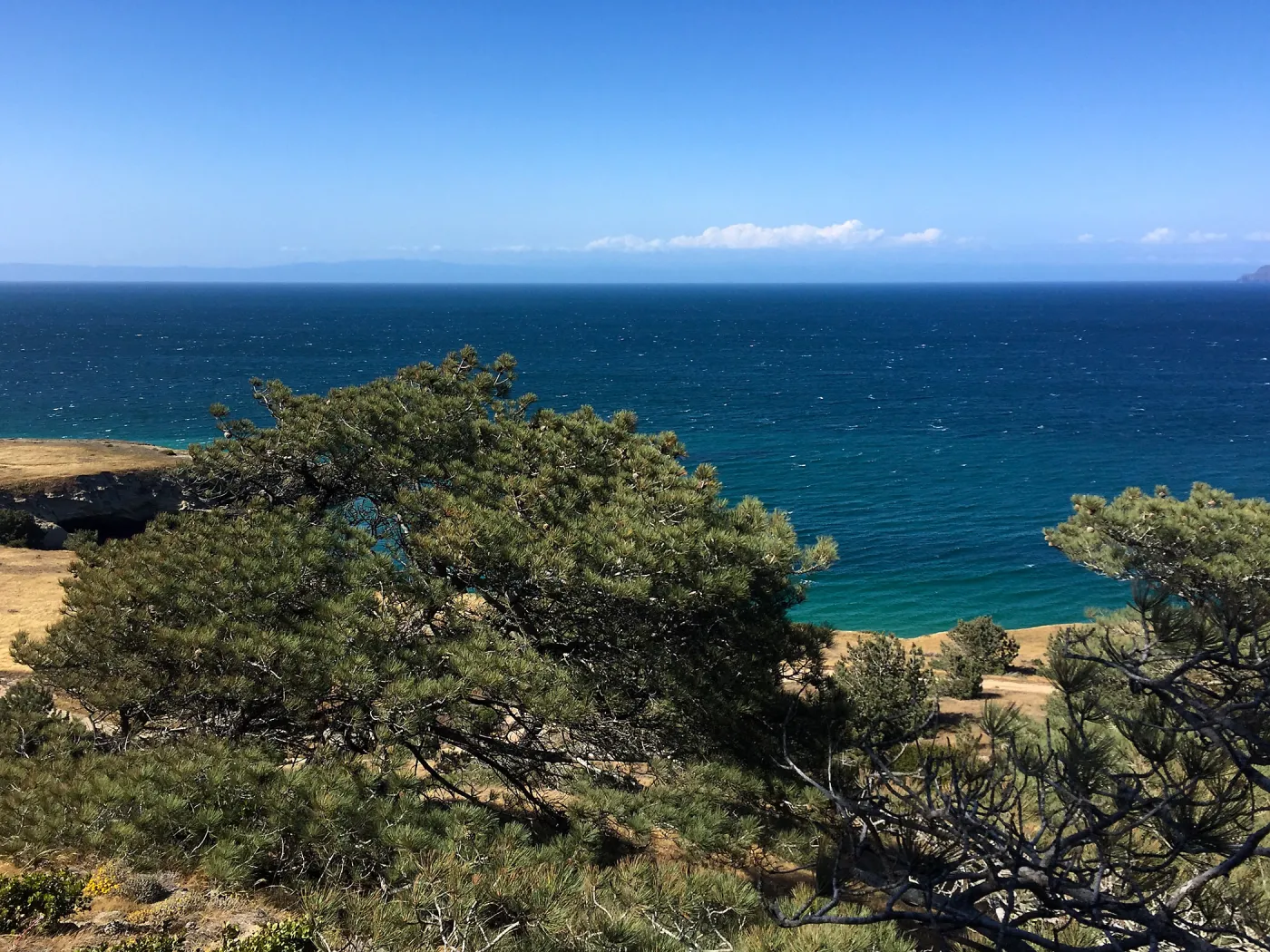 Santa Rosa Island Trip, Santa Rosa Island Torrey Pine (Pinus torreyana ssp. Insularis)