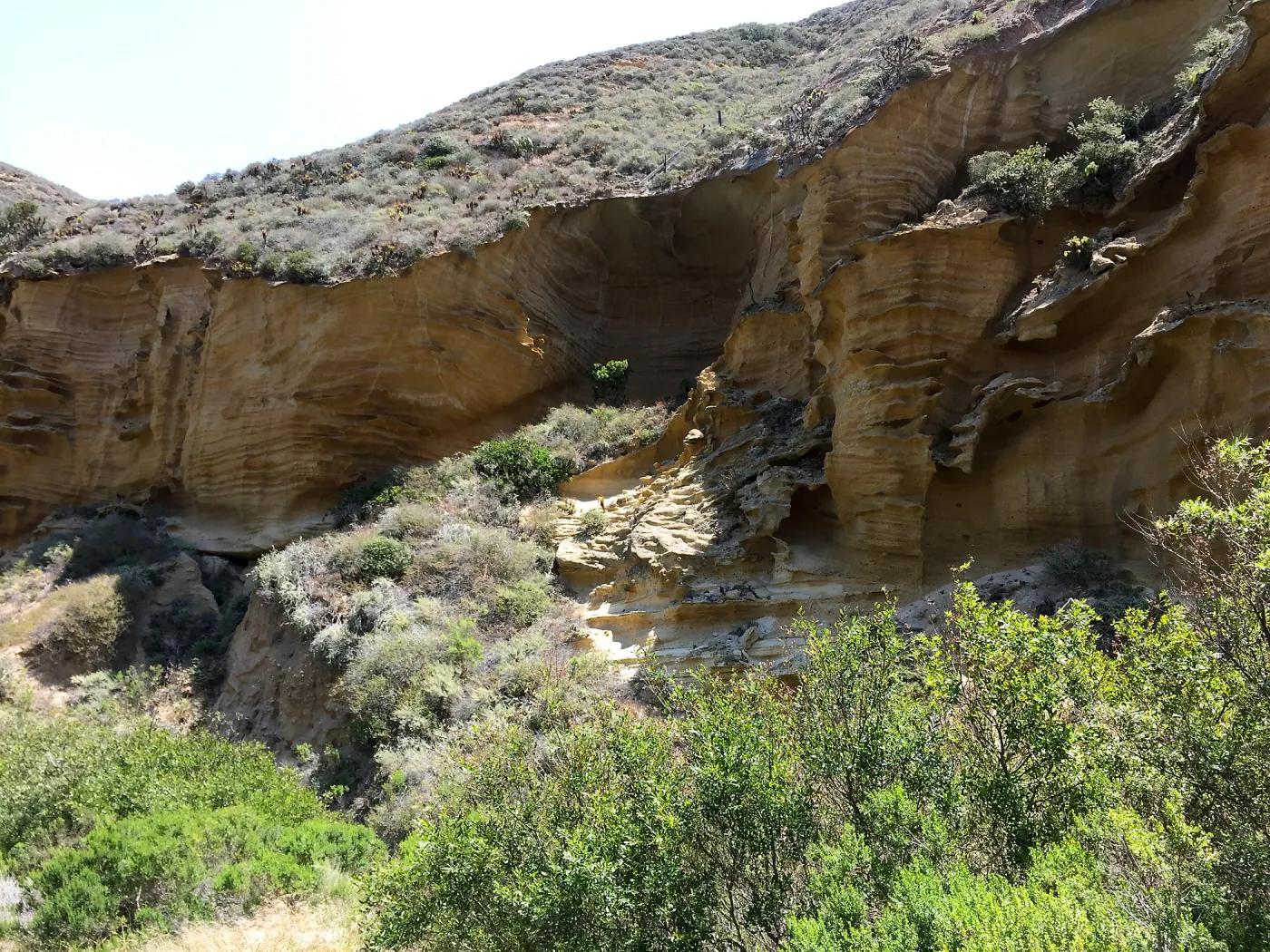 Santa Rosa Island Trip, Lobo Canyon